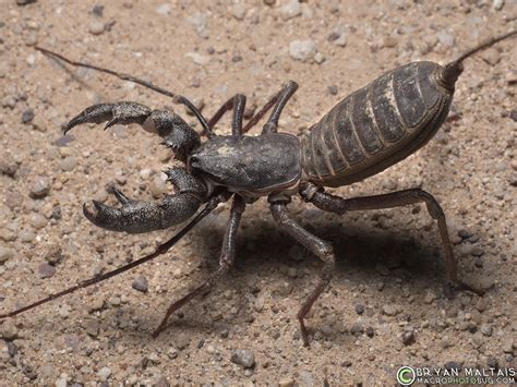  Vinegaroon: Una criatura fascinante que combina la elegancia de un escorpión con el misterio de una araña