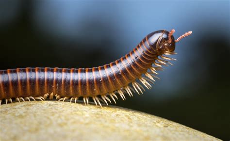  Branchiura: ¿Un Diplopodo con Más Pies que un Bailarín de Tango?