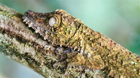  Branchiura! Un pequeño maestro del camuflaje que habita en los bosques húmedos