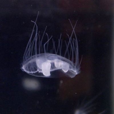  Craspedacusta Sowerbii: Un Cnidario De Agua Dulce Que Te Sorprenderá Con Sus Pulsaciones Ritmicas