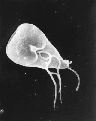 Giardia Lamblia: ¡Un Pequeño Parásito que Te Puede Dar un Gran Dolor de Barriga!