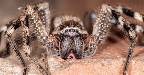  Huntsman Spider:  Una Criatura Veloz y Sigilosa con Ojos Desconcertantes