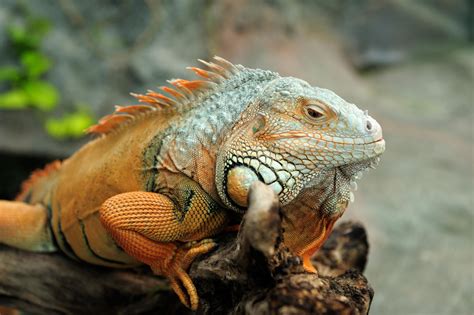  Iguana: ¡Un Reptil que Puede Conquistar su Corazón con sus Miradas Reptilescas!