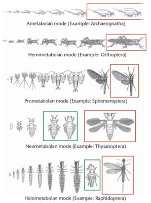  Imago: ¿Un insecto metamorfoseado que puede volar y bailar con las flores?