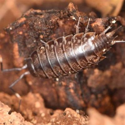  Isopoda: ¡Descubre el Fascinante Mundo de los Crustáceos Terrestres!