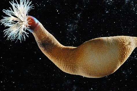  Lumbriculidae: ¡Una mirada fascinante al mundo de las lombrices marinas diminutas!