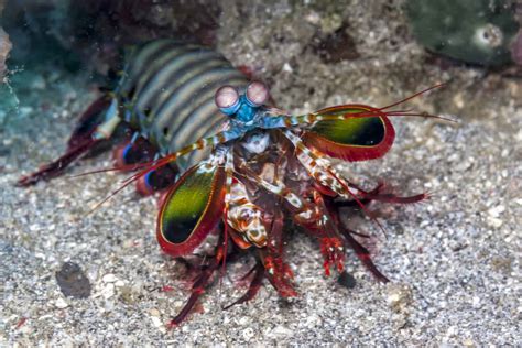  Mantis Shrimp: Un Crustáceo Fascinante Con Pinzas Poderosas Que Pueden Romper el Vidrio