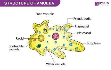  Naegleria: ¡Un depredador microscópico que se mueve como una ameba pero come como un animal!