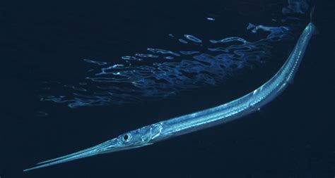  Needlefish: Uncovering the Secrets of this Streamlined Silver Bullet!