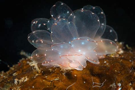  Nudibranchio: ¡Descubre la maravilla de un caracol marino sin concha que parece un trabajo de arte surrealista!