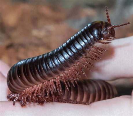  Ophiulus! Un Pequeño Gigante de Mil Patas que Esconde un Mundo Fascinante