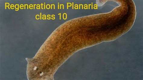  Planaria: ¡Un Gusano que Puede Regenerarse por Completo!