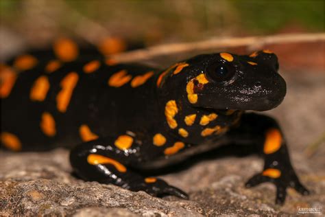  Salamandra Ibérica: ¿Un Maestro del Disfraz en la Penumbra de los Bosques Españoles?