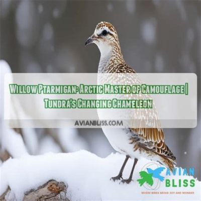  ¡El Willow Ptarmigan! Un maestro del camuflaje con una danza nupcial de plumas brillantes!