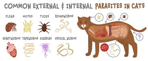  Urogonimus! ¿Un parásito hepático capaz de infectar incluso al gato más robusto?