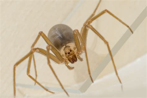  Violin Spider: ¡Descubra un Maestro de las Telas Escondidas con Patas Veloces!