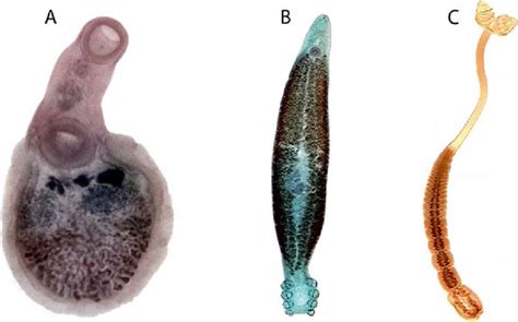  Viperapex! Una Trematoda que Te Hará Dudar Sobre la Belleza de lo Pequeño