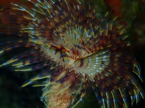 Qué es una Questa? Una Mirada Detallada a Este Fascinante Gusano Poliqueto con Forma de Pluma!