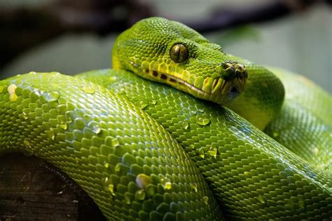  ¿Qué es la Quirolepis? Una pequeña serpiente de escamas brillantes que vive en el corazón de las selvas tropicales!