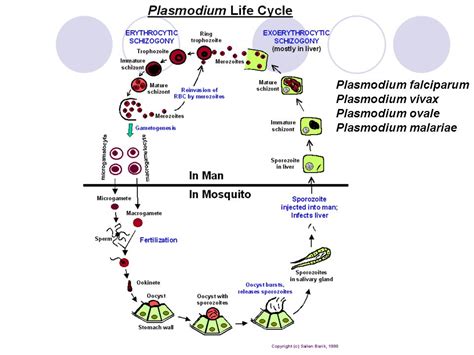  Wojnowiczia: ¡Un Sporozoario Misterioso con un Ciclo de Vida Complejo que te Dejará Atónito!