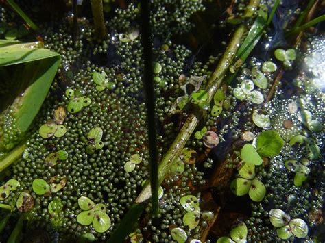  Wolffia! Descubra el diminuto mago vegetal que florece en aguas tranquilas