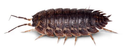  Woodlouse: Un animal terrestre con exoesqueleto que conquista la humedad y respira por branquias!