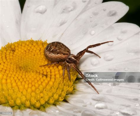  Xysticus: Una Telaraña Viviente que Atrapa Presas con Su Velo de Seda