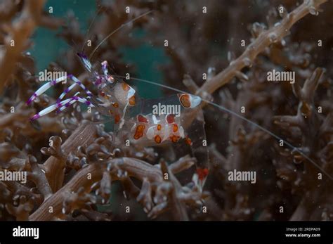  Yellow-Spotted Anemone Worm: ¿Un Animal de la Noche o un Cazador Nocturno con Tentaculos Luminosos?