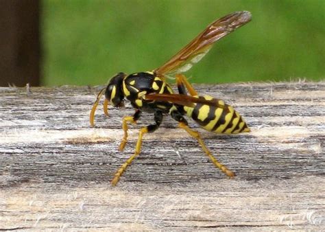  Yellowjacket ¡Un Pequeño Depredador Social con una Picadura Poderosamente Molesta!