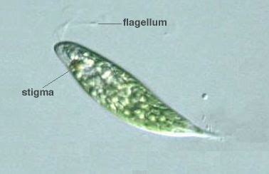  Zoomastigophora: Un Microscópico Gigante con una Vida Secretamente Atractiva